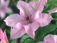 # 2355 Clematis Hagley Hybrid Clematis Hagley Hybrid