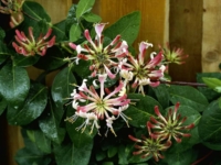 # 2334 Kaprifolia duft Belgica Kaprifolia duft Belgica
