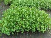 # 1966 Trædebregne liptinella dioica Trædebregne liptinella