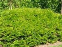 # 1969 Lonicera pileata Lonicera pileata
