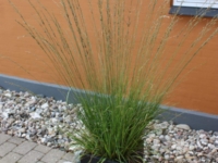 # 1815 Molinia heidebraut Molinia heidebraut