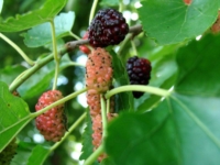 #924 Morbær - Mojo Berry Morbær - Mojo Berry