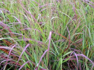 # 1835 PANICUM VIRGATUM SHENANDOAH PANICUM VIRGATUM SHENANDOAH