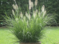 # 1836 PENNISETUM HAMELN PENNISETUM HAMELN