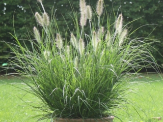 # 1836 PENNISETUM HAMELN PENNISETUM HAMELN