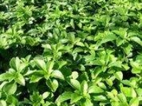 # 1970 Pachysandra green carpet Pachysandra green carpet
