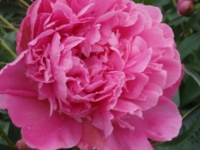 # 2112 Paeonia Amabilis Paeonia Amabilis