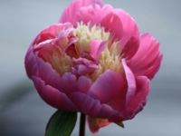 # 2113 Paeonia Bowl of Beauty Paeonia Bowl of Beauty