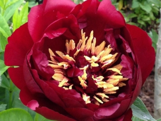 # 2114 Paeonia Buckeye Belle Paeonia Buckeye Belle