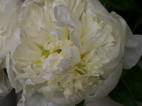 # 2116 Paeonia Duchesse de Nemours Paeonia Duchesse de Nemours