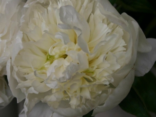 # 2116 Paeonia Duchesse de Nemours Paeonia Duchesse de Nemours