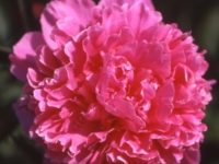 # 2117 Paeonia Edulis Superba Paeonia Edulis Superba