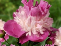 # 2102 Paeonia Gay Paree Paeonia Gay Paree
