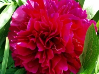 # 2103 Paeonia Karl Rosenfield Paeonia Karl Rosenfield