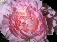 # 2104 Paeonia Madame Calot Paeonia Madame Calot