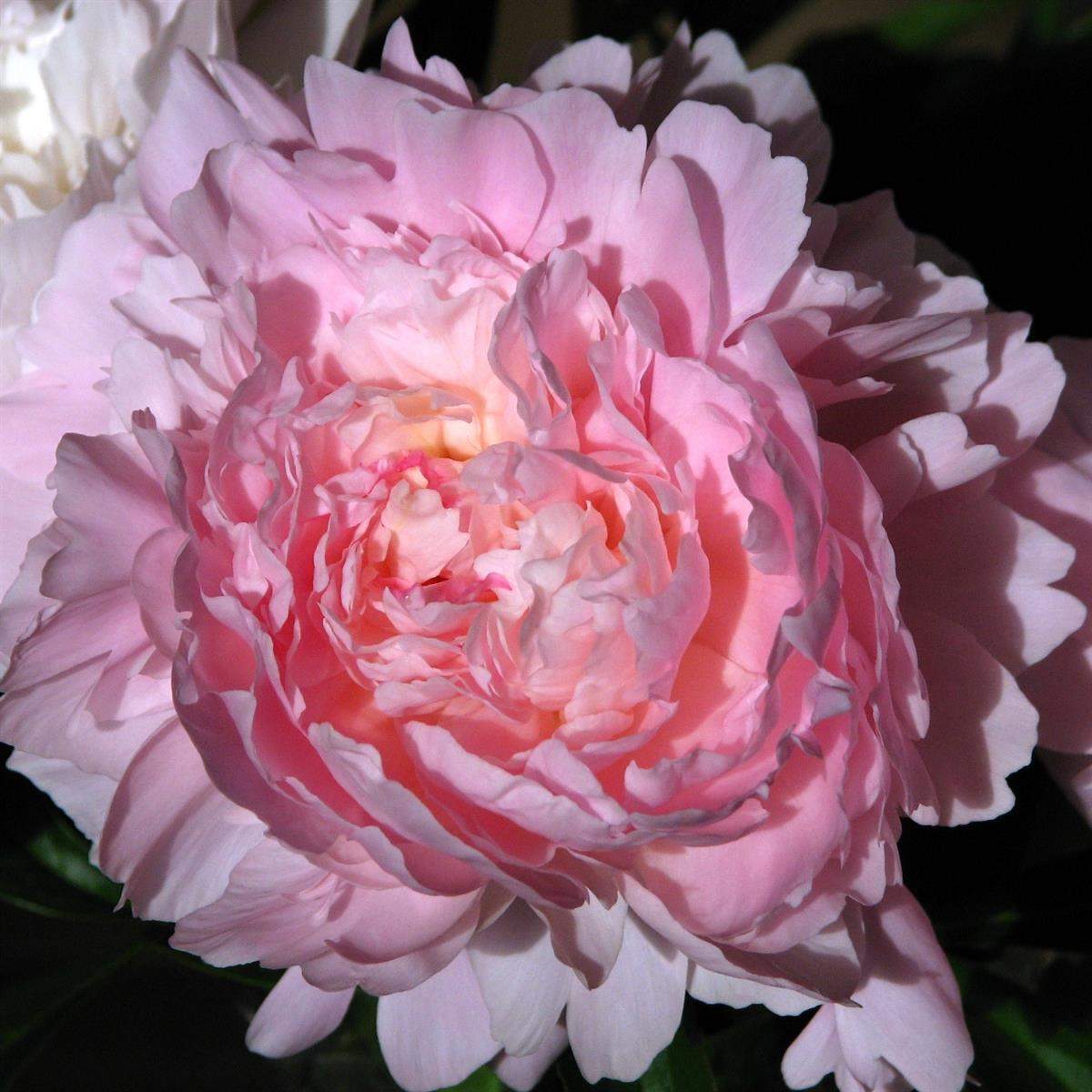 Pæoner - PlanteSmil