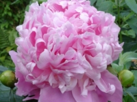 # 2105 Paeonia Monsieur jules Paeonia Monsieur jules