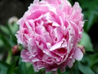 # 2109 Paeonia Sarah Bernhardt Paeonia Sarah Bernhardt