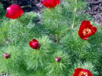 # 2111 Paeonia Tenuifolia Paeonia Tenuifolia