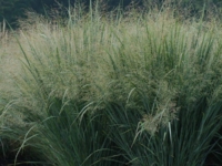 # 1819 Panicum north wind Panicum north wind