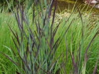 # 1820 Panicum purple breeze Panicum purple breeze