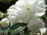 # 2284 Philadelphus snowbelle Philadelphus snowbelle