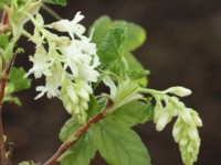 # 2245 Ribes Elkingtons White Ribes Elkingtons White
