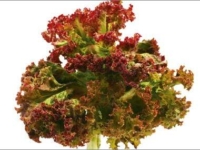 # 1721 Rød krølsalat Rød krølsalat