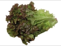 # 1722 Rød pluksalat Rød pluksalat