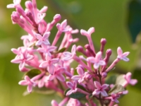 # 2601 SYRINGA BLOOMERANG PINK PERFUME SYRINGA BLOOMERANG PINK PERFUME