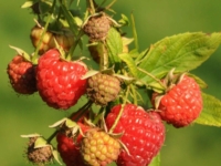 # 509 Sommer hindbær Mormors Hallon Sommer hindbær Mormors Hallon