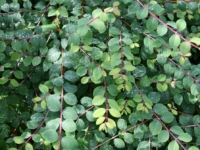 # 1996 Symphoricarpos Hancock rød snebær Symphoricarpos Hancock rød snebær