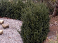 # 2459 Taxus Hillii Taxus Hillii