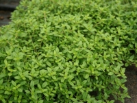# 1998 Thymus Aureus Thymus Aureus