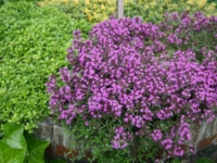 # 1999 Thymus Coccineus Thymus Coccineus