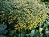 # 1997 Thymus Doone Valley Thymus Doone Valley