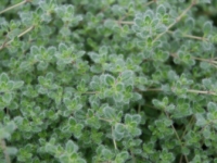 # 2000 Thymus Pseudolanuginosus Thymus Pseudolanuginosus