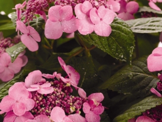 # 2075 Twist-N-shout Hårdfør Havehortensia Twist-N-shout Hårdfør Havehortensia