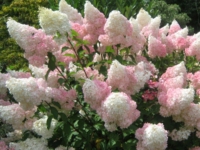# 2063 Vanilla fraice Syrenhortensia Vanilla fraice