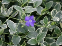 # 1972 Vinca Minor Albina Vinca Minor Albina