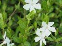 # 1972 Vinca minor alba Vinca minor alba