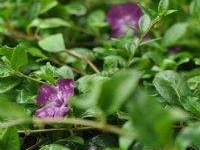 # 1957 Vinca rubin Vinca rubin