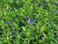 # 1958 Vinca select Vinca select