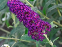 # 2265 Buddleja Dark Dynasty Sommerfugle busk Dark Dynasty