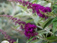 # 2268 Buddleja Magenta munchkin Buddleja Magenta Munchkin