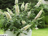 # 2285 Buddleja White chip Buddleja White chip