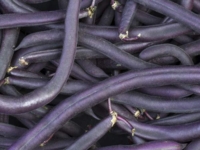 # 1704 buskbønne-purpel-Teepee Purple buskbønne