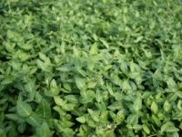 # 1980 Euonymus nyrens Euonymus nyrens