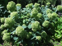 # Hydrangea Lime Ricky Træagtig hortenisa Hydrangea Lime Ricky Træagtig hortenisa