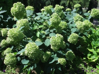 # Hydrangea Lime Ricky Træagtig hortenisa Hydrangea Lime Ricky Træagtig hortenisa